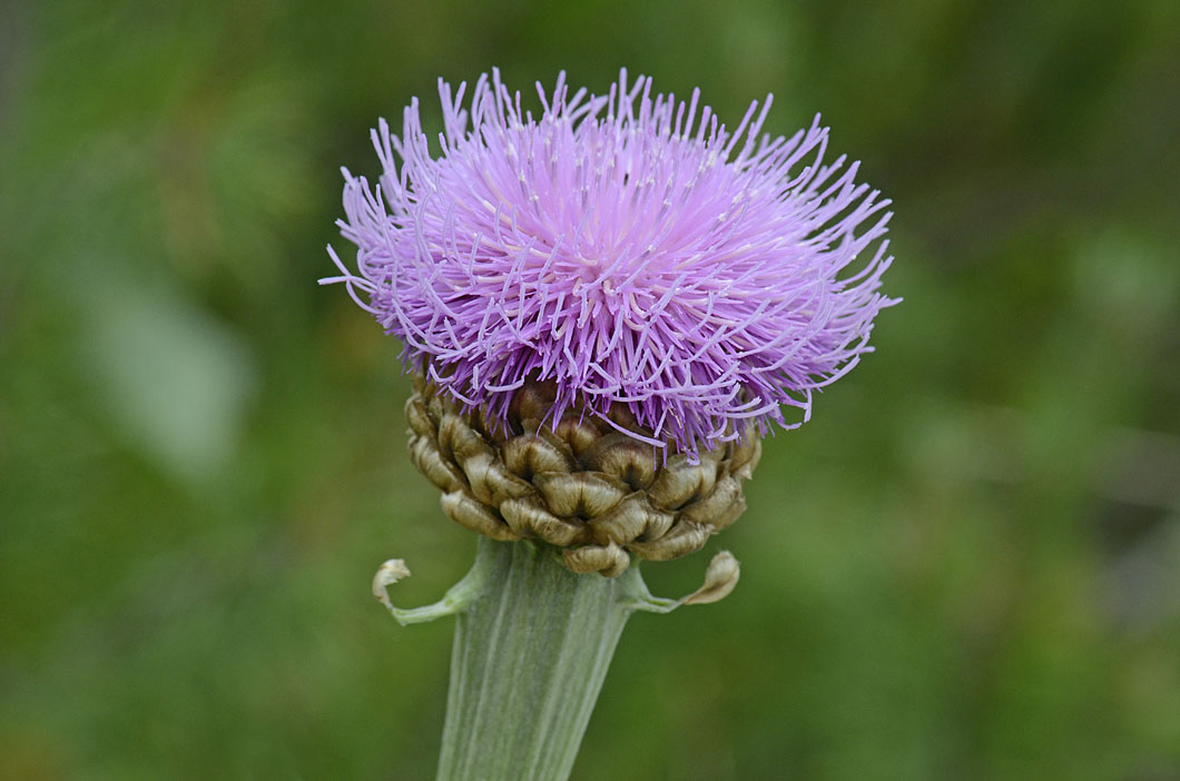Rhaponticum hemeralpion  / Fiordaliso delle Alpi orientali